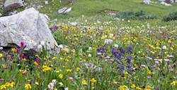 Carter Creek Flora 2971